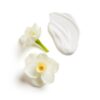 Perennial TAMAÑO 250 ML - Imagen 4